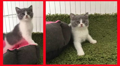 出售英短蓝白猫咪,9月5日出生,4只小公可选