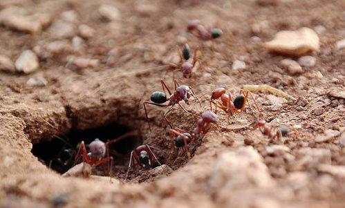 家里出现蚂蚁预示什么