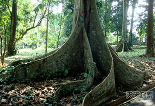 6种世界上最危险吃人的树 世界上有几种食人树