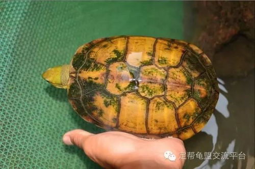 资深龟友黄喉水龟的饲养