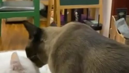 哈尔滨确诊者家中3只猫核酸阳性被安乐死,社区回应