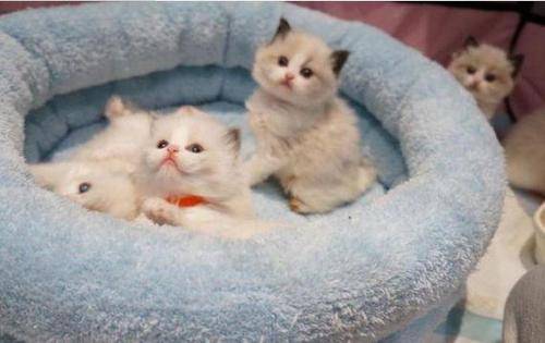 新生小猫尿血能救活吗