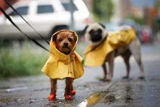 下雨天怎么遛狗