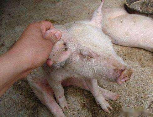 夏季猪病不断令养殖难度加大,中小猪猪场尤其要注意以下几点