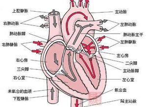 经常按这里竟可补血养气