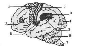 指一下各部分是什么名称,什么中枢 如 躯体运动中枢 