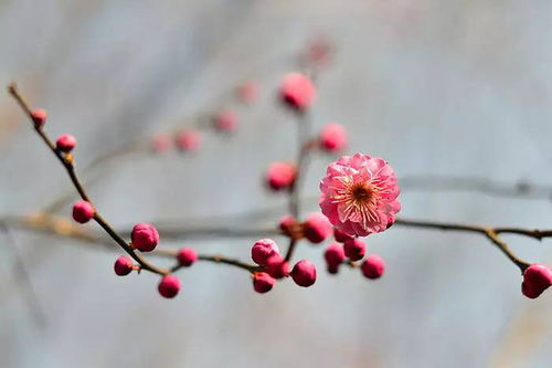 立春的内容怎么写