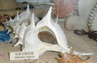 求海螺品种 