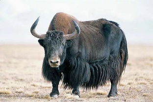 非洲牦牛(非洲牦牛图片)