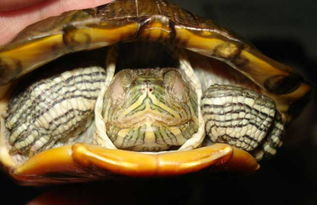 巴西龟寿命多长,养殖前景如何