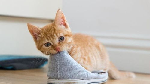 猫咪为何对铲屎官的鞋子情有独钟,只是淘气而已吗