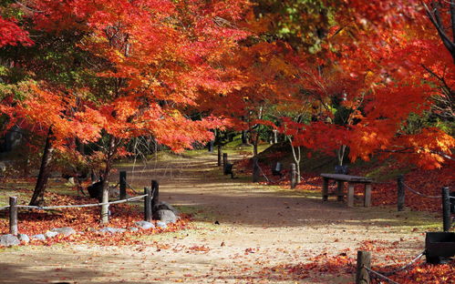 京都每到秋季 红叶就红了一个秋 米粒分享网 Mi6fx Com