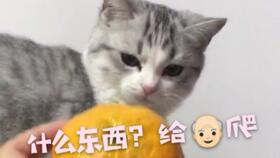 猫为什么都讨厌橘子
