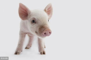 农村养猪散养户的新规定 养几头猪不违法