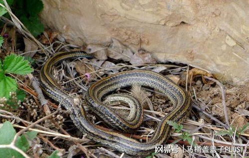 这样的风水宝地了不得 坟墓有一龙,子孙后代享福运