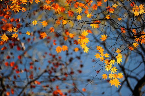 关于秋天是个美丽季节的诗句