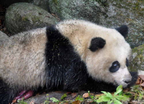 四川一野生大熊猫受伤致肠管外露 