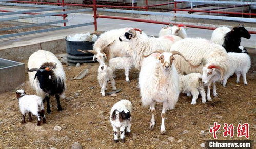 青海湖北岸 羊倌 的心愿 让绿色养殖鼓起牧民腰包