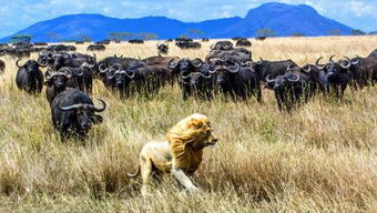 非洲狮相关新闻 图片 视频 网友讨论 新闻 