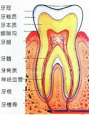 槽牙的位置图,后槽牙图,正常人的后槽牙的图片 第8页 大山谷图库 