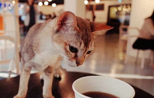 麝香猫能吞咖啡豆,所以主人也能喂爱猫咖啡 猫咪 别害我