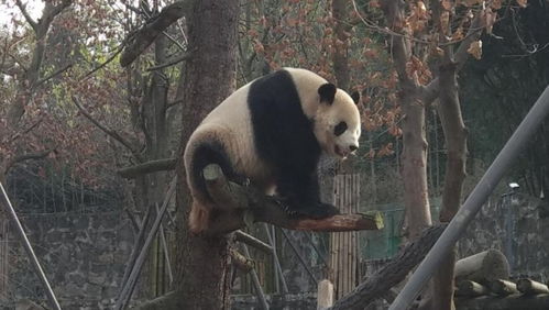 熊猫的交配多采用(熊猫的独特生殖方式)