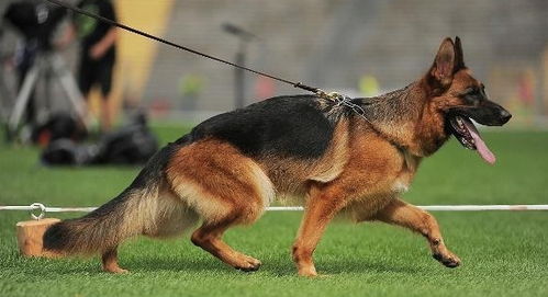 德国牧羊犬是种什么样的狗狗 它适合的人群不同,你要对它多了解
