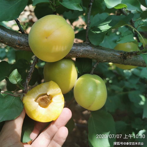 荷兰香蜜杏品种介绍,荷兰香蜜杏适合哪些地区栽培？