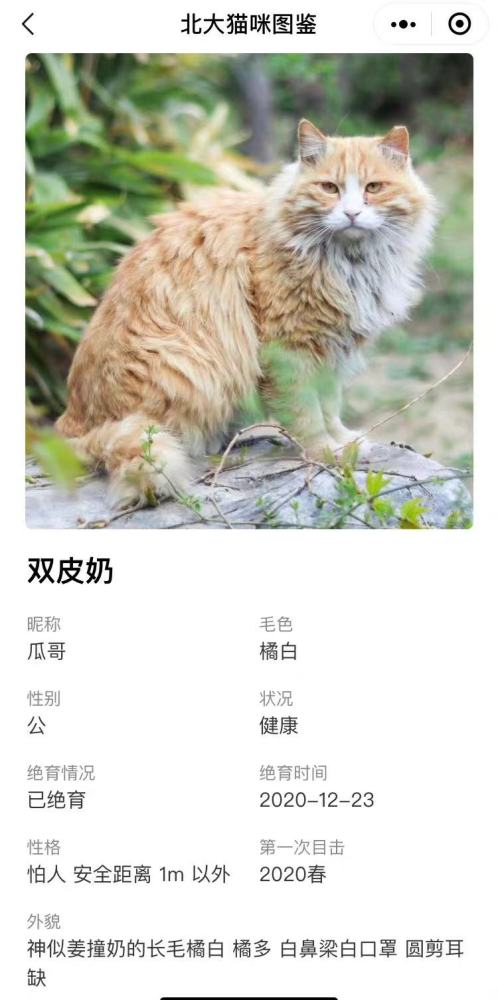 北京大学给学校里的猫取名建文档,看哪个戳中你的心
