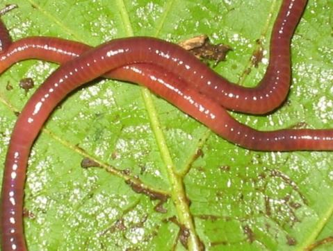 红蚯蚓的养殖技术,红蚯蚓繁殖和生长周期
