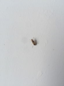 谁知道这是什么虫子 店里墙上密密麻麻的 杀虫剂能打死吗 