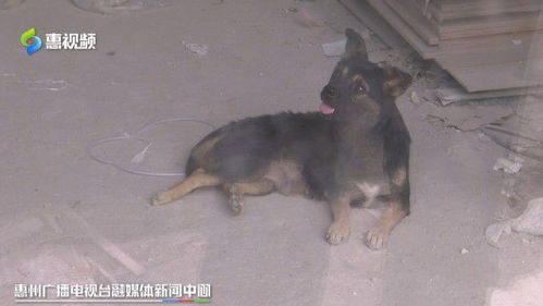 惠州 小区被流浪狗 盯 上 哪个部门能管管