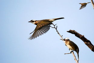 农林益鸟白头翁鸟喜欢吃什么食物 虫子