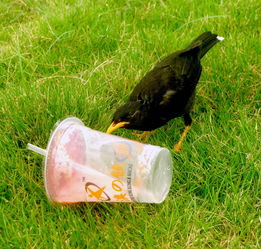 聪明的小鸟想找水喝