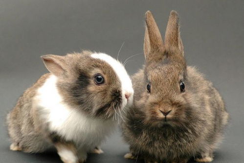 生肖兔 2月16日家里有人员调动,未来2个月 兔兔 生威