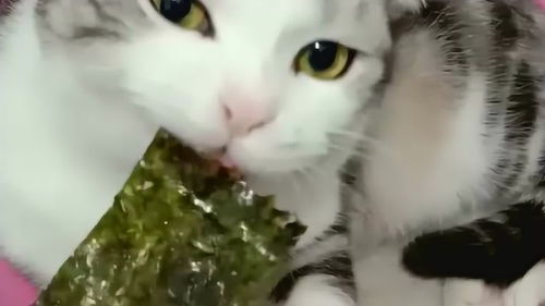 猫能吃海苔吗,宠物猫能吃海苔吗