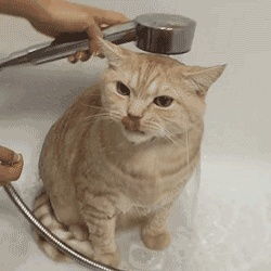夏天天热,看猫博士如何让不爱喝水的猫多喝水