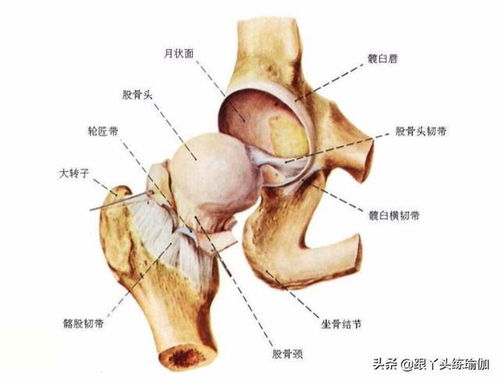 开髋不要只是练青蛙趴,试试这套 全方位 开髋练习