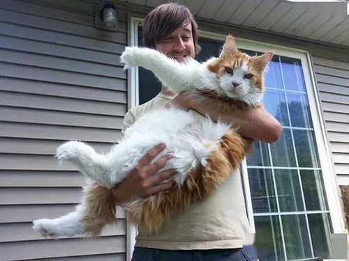 网友想养一只巨猫,结果真的意外收到一只,吸到爽