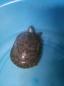 小巴西龟的水位要多少厘米,他最喜欢吃什么,和养殖方法, 