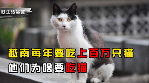 越南每年要吃几百万只猫,他们为啥爱吃猫 罪魁祸首竟是美国
