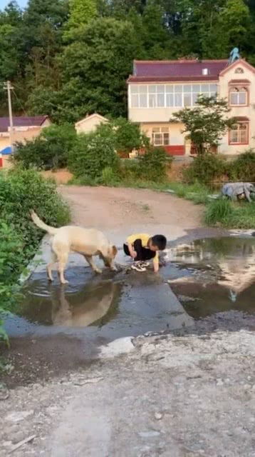 好好的河堤,被旺财扒了两个大坑,技术不好的都过不了这河 