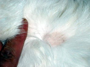 家猫耳朵黑斑点是什么,家猫耳朵里黑斑是癣吗 