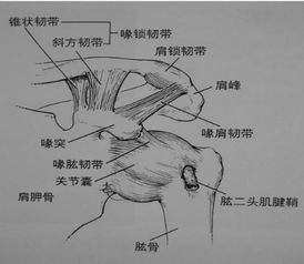 肩袖损伤的治疗 