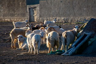天山牧民一家养上千只羊,卖绵羊肉 喝山羊奶,每餐挤 直饮奶