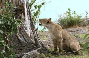 饥饿的狮子抓住一个狒狒,狒狒还抱着它的宝宝,结局让人意想不到