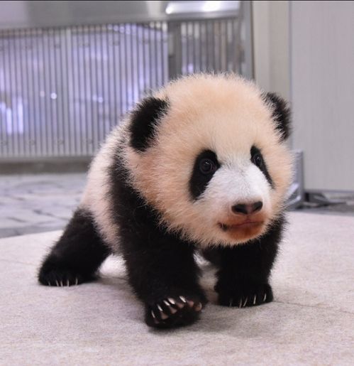 日本出生的熊猫宝宝有名字啦