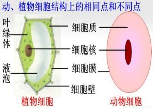 如图是动物细胞和植物细胞结构图 图片信息欣赏 图客 Tukexw Com