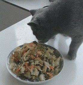 铲屎官把食物拿给猫咪闻,猫咪的反应