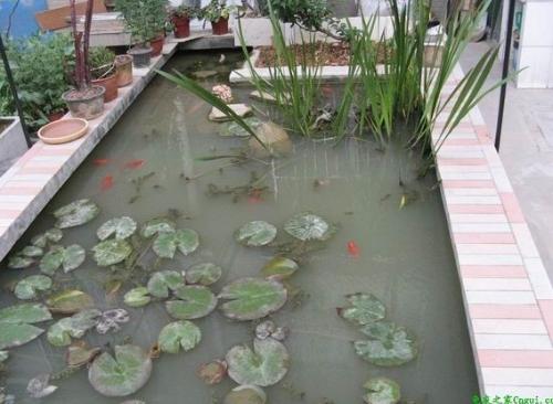 屋顶花园的乌龟水池怎么做 